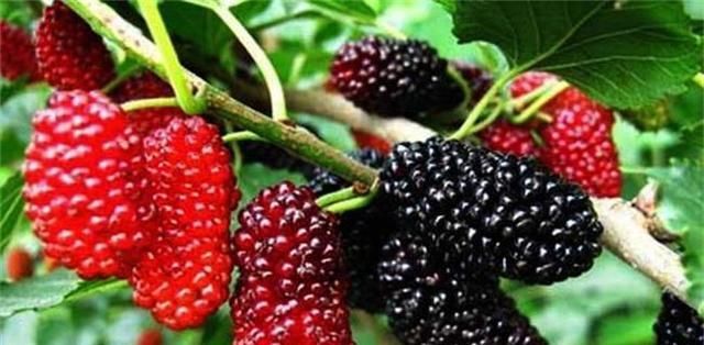  脂肪|女性不想人老珠黄，推荐吃三种食物，消食开胃，好处多多