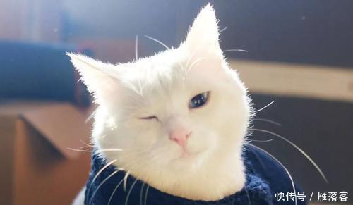  拉绳|猫能用拉绳吗？你知道如何正确溜猫吗？