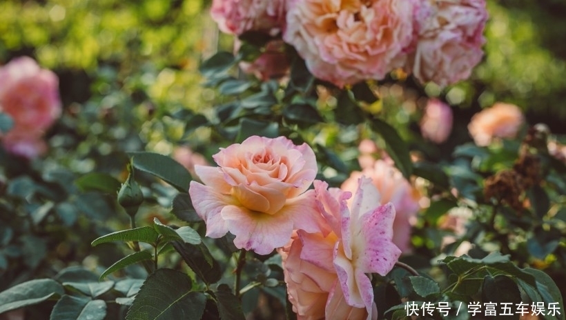 事业|8月份,桃花运上涨的四大生肖,朦胧爱情变清晰,爱神来做媒