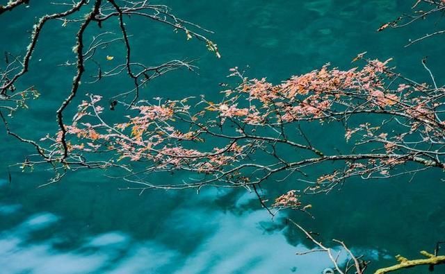  镜头|九寨沟名扬四海，但不适合走马观花，请跟随镜头仔细看看