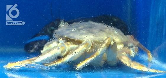 截肢|就洗了条鱼,男子竟住进 ICU、还面临截肢!