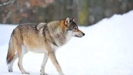  内脏|为什么有人说野外遇狼带上一包盐就可以救自己？