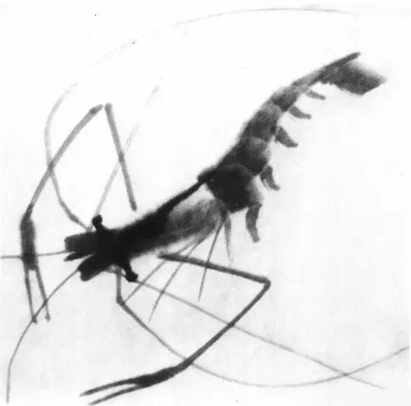  画法|怎么画鱼虾蟹蛙、写意《趣》画法