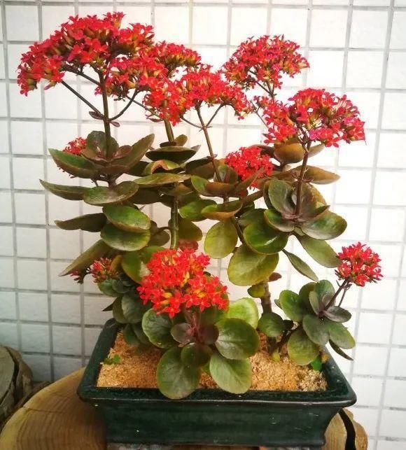 养成|最大的长寿老桩,7年时间,养成盆景!