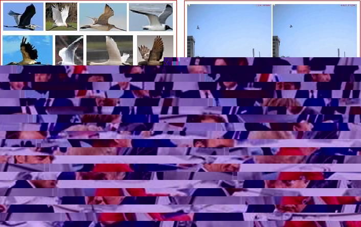  人员|为什么太阳能发电厂会杀死鸟类？研究人员欲用AI来寻求答案