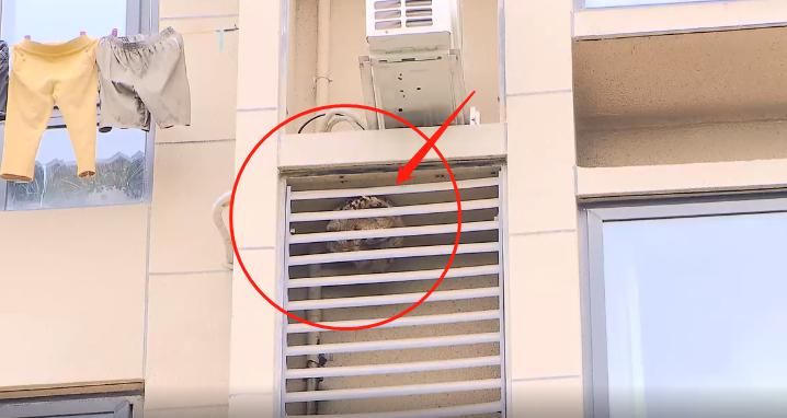  挡风玻璃|沪一＂碰瓷影帝＂练就＂神功＂！一头上去，挡风玻璃都碎了…