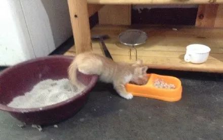  姿势|猫咪拉粑粑的奇葩姿势，忍住不要笑，铲屎的要面子的啊