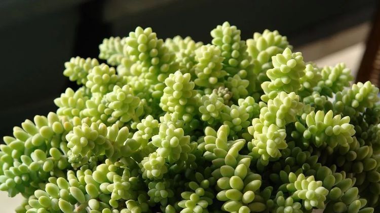 美爆|这种多肉吊起来养,所谓像一串串葡萄一样,美爆了