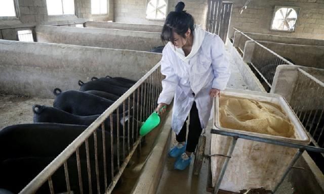 养猪|95后大学生毕业回家养猪,父亲为她婚事发愁,扬言:陪嫁300头猪