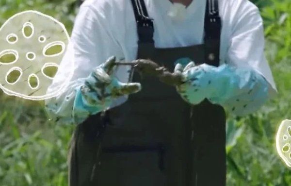  节目|《向往4》嘉宾挖藕被质疑是作秀，官博公开科普，打脸有点狠