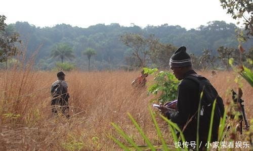 动物|提姆那灰鹦鹉在红树林里不受保护,随意捕捉,小孩养着玩