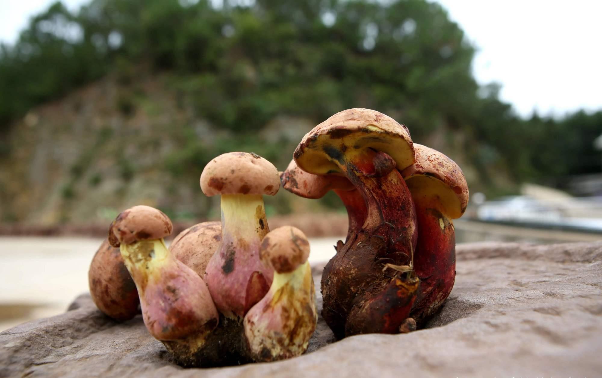 野生|吃野生菌能看见“小精灵”,什么样的蘑菇这么秀?网友:看完想吃