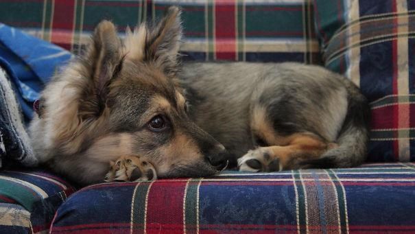 后代|柯基犬的“基因”有多强大？网友：永远都摆脱不了的小短腿！
