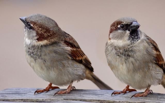 麻雀|一句闹着玩，花季少女面临生命危机，＂界限教育＂不可缺的3点