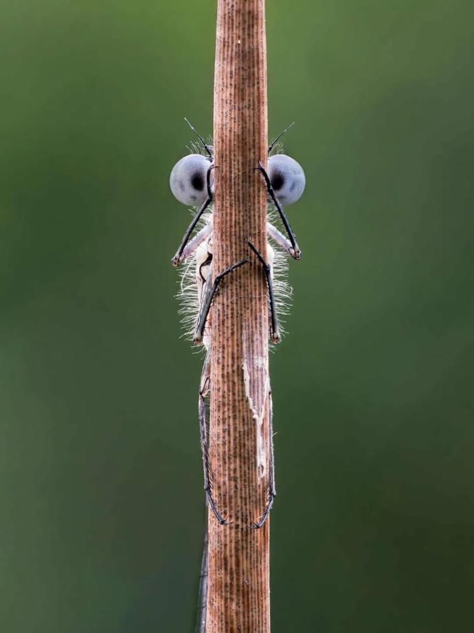  公布|谁是今年动物界的喜剧之王？喜剧野生动物摄影奖公布入围名单