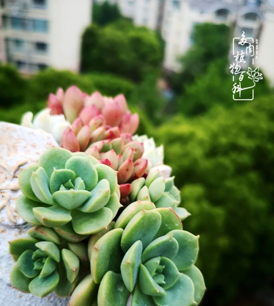  萌化|当粉粉的多肉捧在手心，我体验到了什么叫“萌化了心”