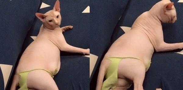  内内|主人给无毛猫穿上小内内后, 这画风太辣眼! 网友 像个中年胖子!