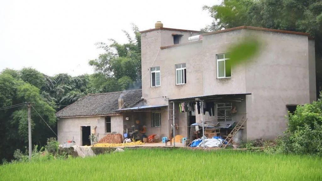  村里|程伯旗：幸福生活如同芝麻开花节节高