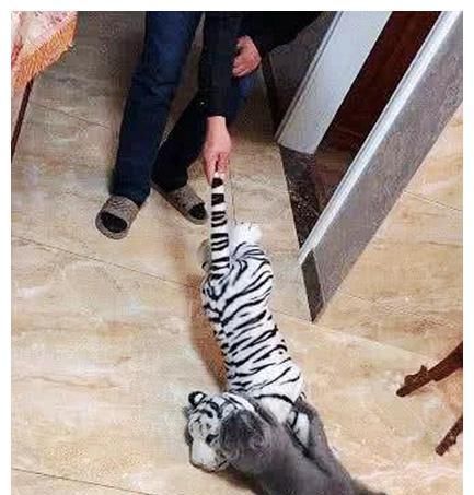 白虎|男子买了一条白虎玩偶,拿起来走的时候感觉不对,低头一看吓坏了