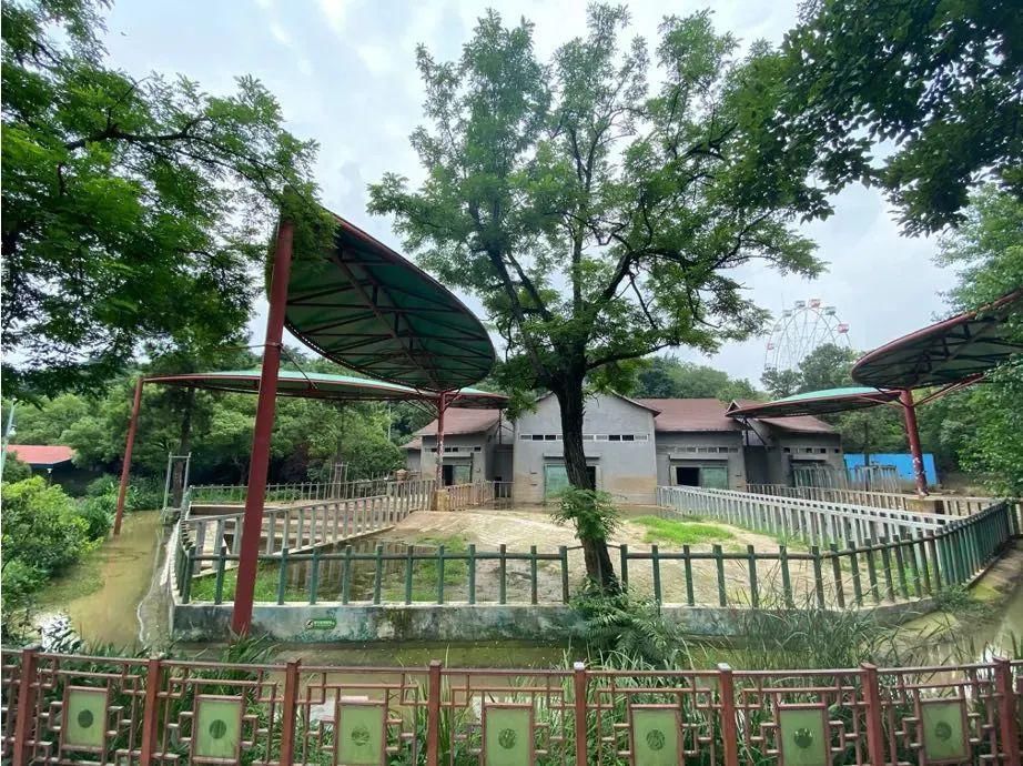  大猩猩小黑|“求报复”动物园长沈志军火了