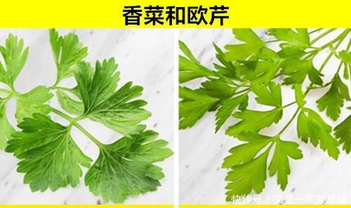 毒蘑菇|可能常常被人们混淆弄错的11对完全不同的食物