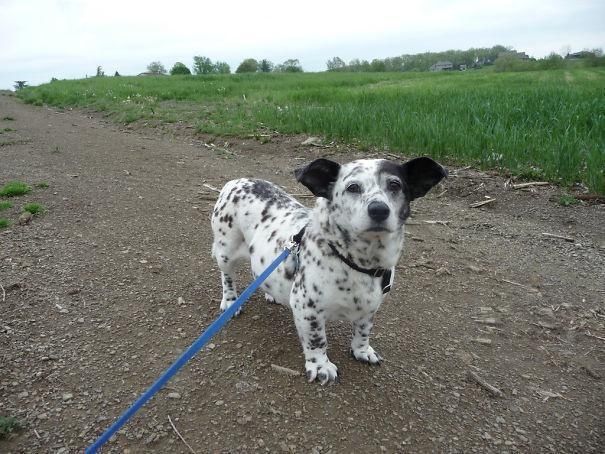 后代|柯基犬的“基因”有多强大？网友：永远都摆脱不了的小短腿！