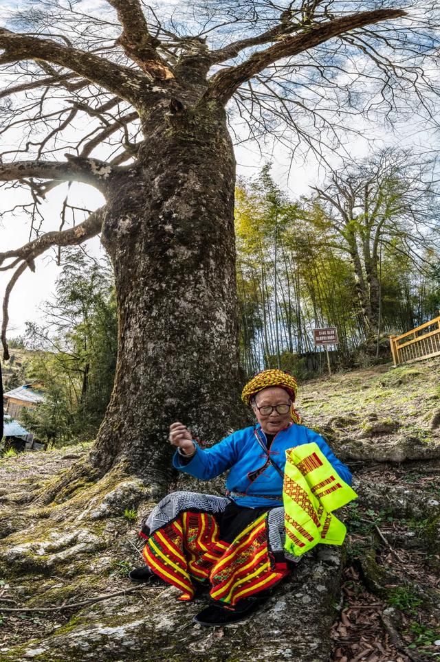 崇木|崇木凼村：与“古树”相生相成