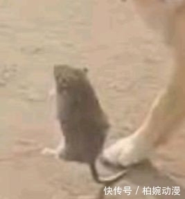 主人|主人第一次带猫坐车出去玩,它的反应哈哈哈