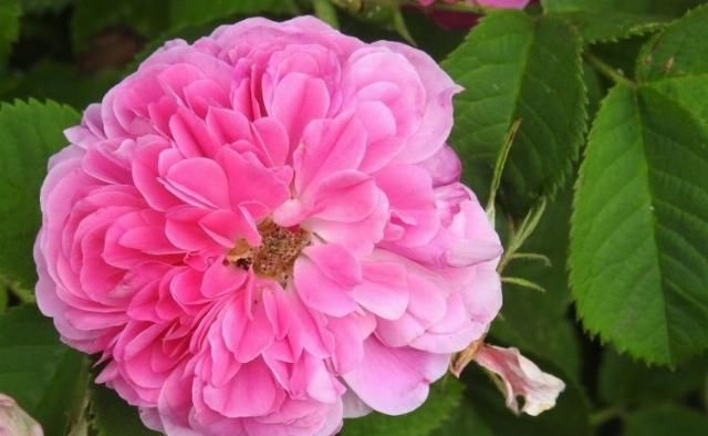  桃花|未来十天，魅力过人，桃花处处在，捕获真心爱情的四大星座