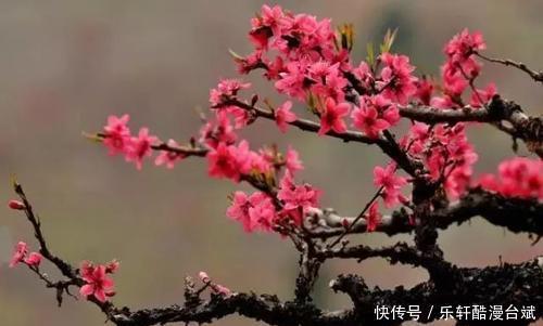 生肖狗|最近半年起,财运有机遇,贵人指点,手捧聚宝盆的生肖,名利双收