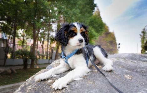  女子|女子遛狗不拴绳，民警劝阻反被放狗咬伤，只罚100块？网友：太少