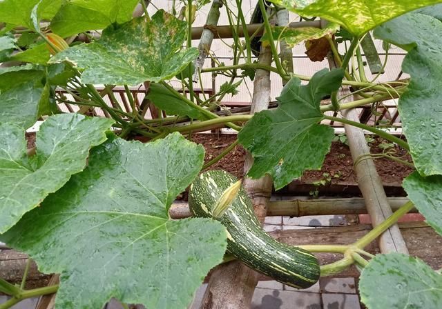  清香|一家子的极简早餐走红，清香软嫩却营养齐全，网友：一片冷淡风