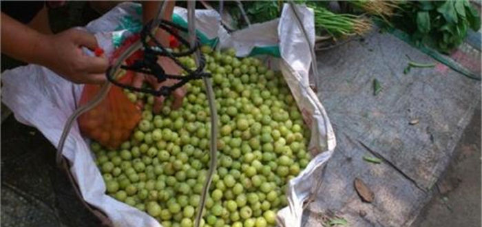  市场|又一野果成熟，市场常年热卖，一斤3元亩产4千斤，却少有人种植