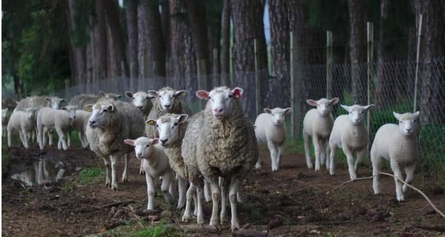  游戏|游戏手机，消费环境下的伪命题还是真需求？