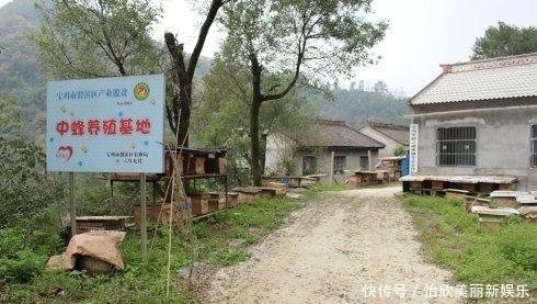中华|濒临灭绝的中华蜜蜂, 到底有没有必要去搭救?