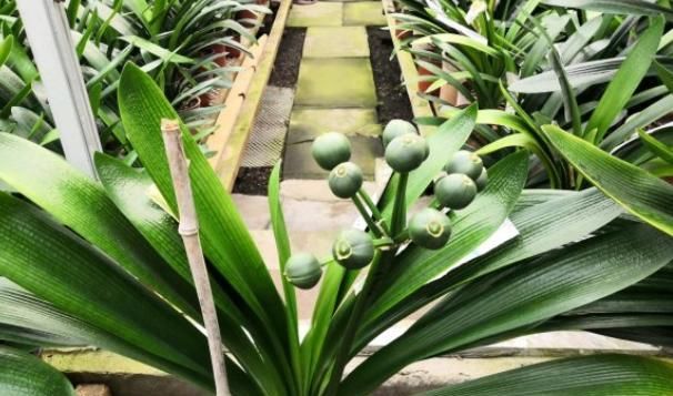  品种|君子兰被卖到“天价”，原因有4点，不懂就看，能带给你惊喜