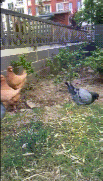 快点|搞笑GIF趣图：你终于来了，等你半天了，快点进来