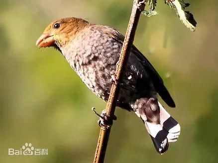  中国|高黎贡山 | 中国五星级观鸟胜地，你知道吗？