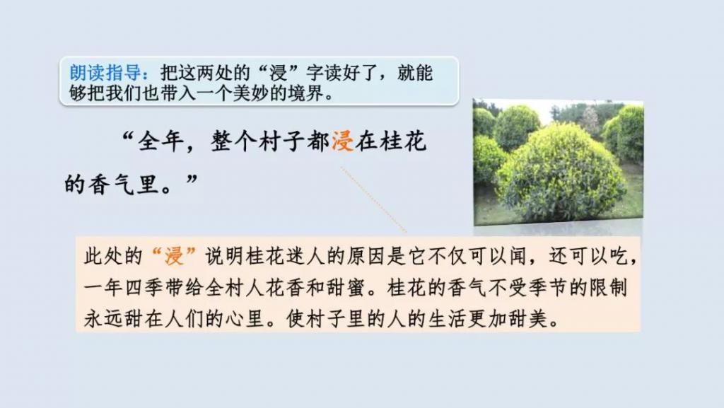 桂花|【预习】部编版五年级语文上册第3课《桂花雨》图文讲解