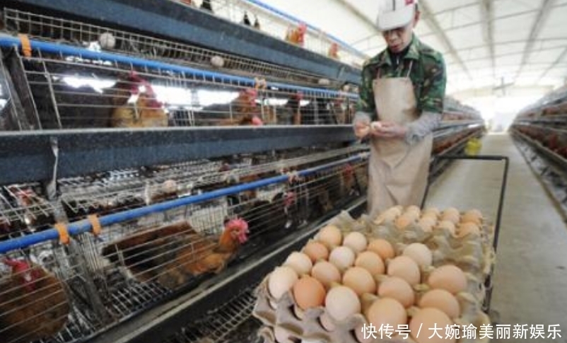 生产|超市的鸡蛋并不是母鸡下的，看到工厂生产鸡蛋的过程，就懂了！