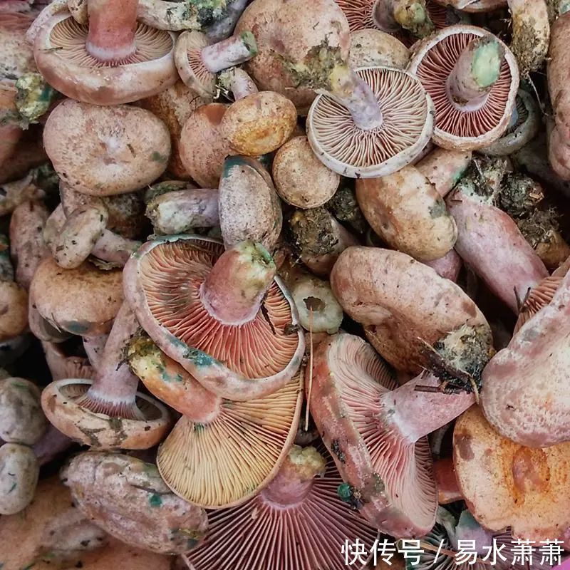 城里人|城里人吃不到,农村却常见的美食,第八种价钱很高。有全吃过的吗