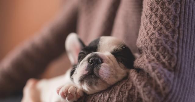  问问自己|养狗前，需要知道的6件事，你能接受吗？