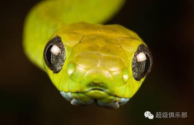 上山|命悬一线!贵州4岁男童上山采蘑菇,不幸被蛇咬伤