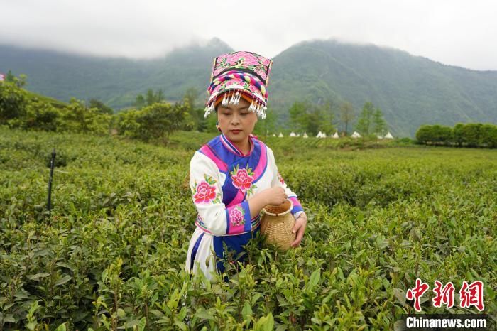四川北川：古羌茶文化传承上千年 9万亩茶叶点“绿”成金