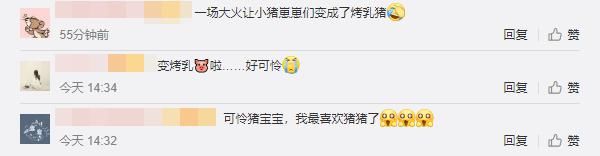  养殖户|心痛！养猪场4000只小猪葬身“火海”，网友：好可怜