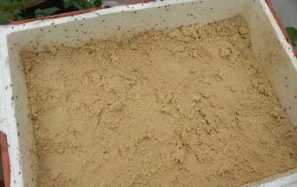  枝头|盆里扔2样东西，养花10年不烂根，叶子油光瓦亮，花苞挂满枝头！