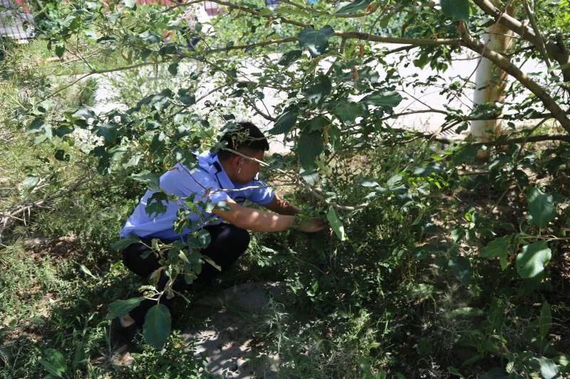 毒品原植物|锡盟警方发现野生大麻幼苗300余株