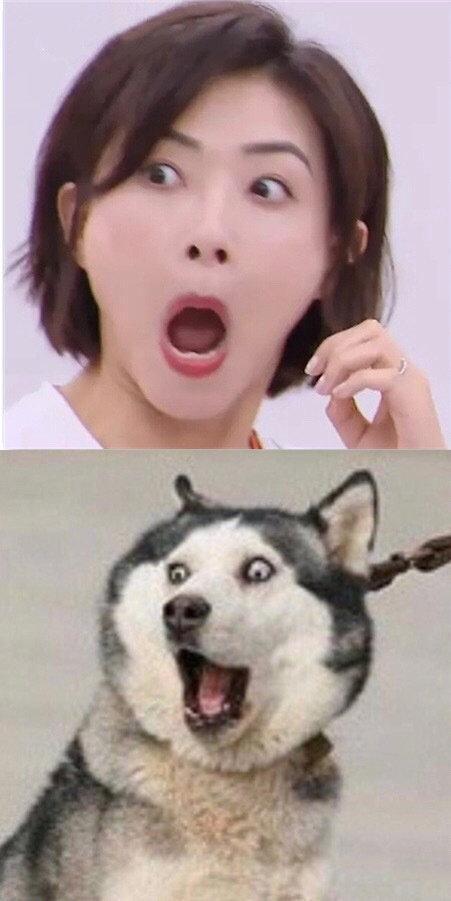 简直|原来《乘风破浪的姐姐》是一档表情包还原节目,简直是神还原