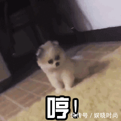 地铁|带狗上地铁会发生什么事情?狗子:我可爱了,也被撸秃了