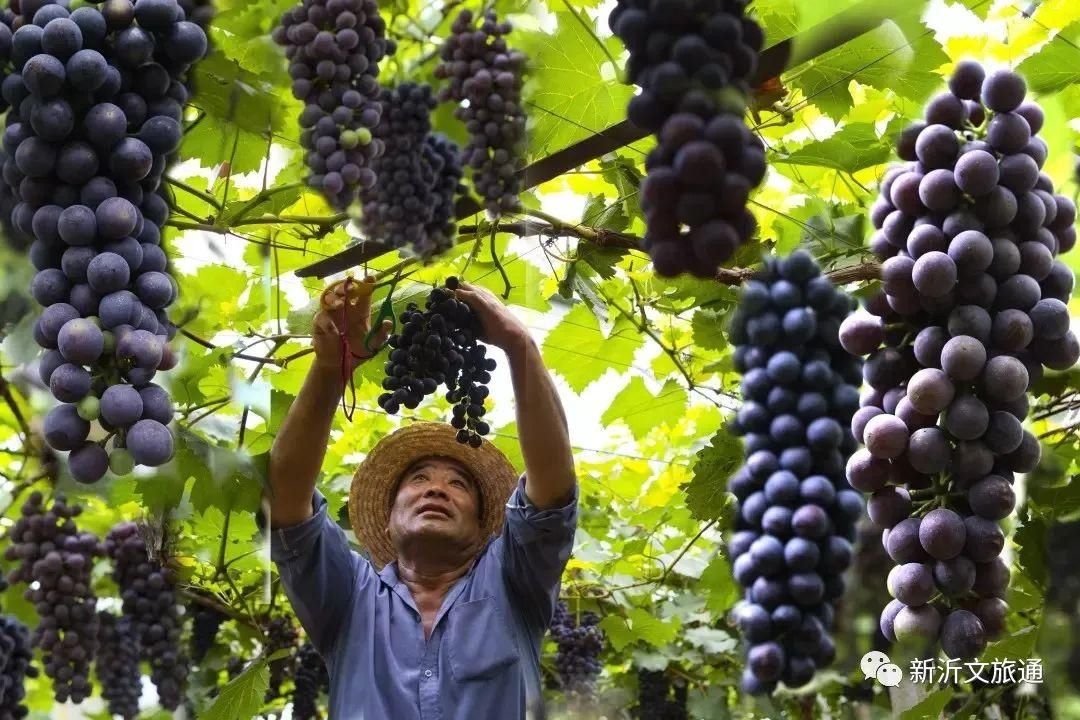  乐享|阿湖镇桃岭葡萄文化节今日开幕，?乐享甜蜜一夏吧